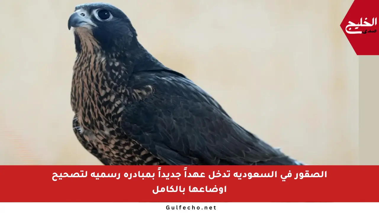 الصقور في السعودية تدخل عهداً جديداً بمبادرة رسمية لتصحيح أوضاعها بالكامل
